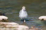 Spotted Sandpiper Chick 2020 01.jpg