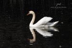 Stratford Mute Swan 2020 01.jpg