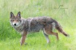 Coyote 05.jpg