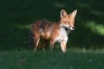 London Red Fox 02.jpg