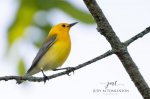 Prothonotary Warbler 02.jpg