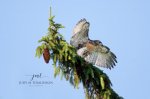 Red-Tailed Hawk Family Fledgling 1.jpg