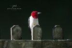 Red-Headed Woodpecker 2020 01.jpg