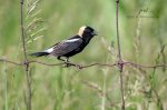 Bobolink 2020 02.jpg
