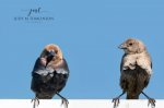 Mr & Mrs Brown Headed Cowbird.jpg