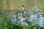 Stratford Great Blue Heron 2020 01.jpg