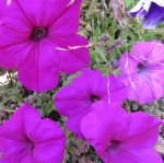 IMG_0062 (2).JPG pink Petunias.JPG