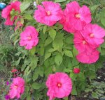 IMG_0076 (4).JPG Pink Hibiscus.JPG