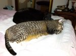 sam-mia-bed.jpg