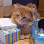 Peanut waiting for supper.jpg