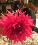 LuciAndBigRedDahlia.jpg