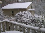 Oct snow on Japanese maple 201030.JPG
