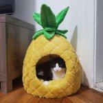 kitty-cat-pineapple.jpg