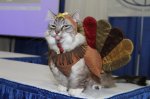 turkeycat3.jpg