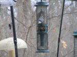 20201225 White-breasted Nuthatch.JPG
