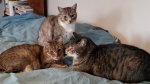 3some.jpg