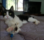 Screen Shot 2021-02-28 at 4.50.55 PM.png