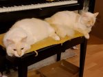 20201123_205755 piano stool lounging.jpg