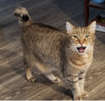 Screen Shot 2021-03-22 at 10.16.51 AM.png