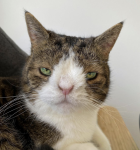 Skærmbillede 2021-04-10 kl. 3.49.38 PM.png