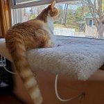 Toe_Apr292021 (1).jpg