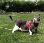 Screen Shot 2021-05-28 at 10.33.07 AM.png