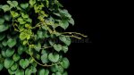 heart-shaped-green-leaf-vines-117539714.jpg