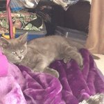 Ray on the bed.jpg Ray on the bed.jpg