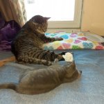 tiger by the tail.jpg