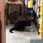 T waiting his turn for water.jpg