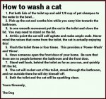 wash a cat.jpg
