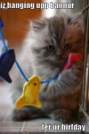 funny-pictures-cat-is-hanging-up-banner-for-your-birthday.jpg