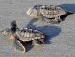 turtle twins modified.jpg