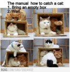 how to catch a cat.jpg