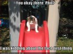 cat-down-slide.jpg