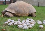 turtle.jpg