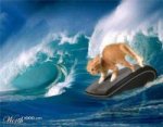 Surfing cat.jpg