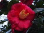 camellia.jpg