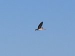pelican.jpg