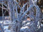 pine roots.jpg