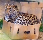 kitty in box.jpg