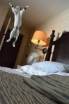 Cat Jumping.jpg