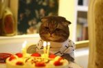 HappyBirthdayCat.jpg
