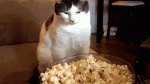 upload_2021-10-3_9-45-59.gif