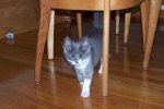 Rocket4mos.jpg