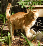 LD in the garden 2022-04-06.png