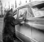 bear_car001.JPG
