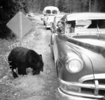 bear_car002.JPG