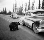 bear_car004.JPG