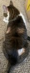 upload_2022-6-3_21-56-28.jpeg